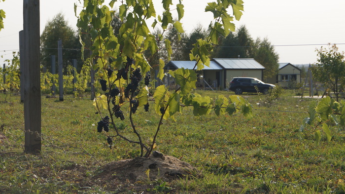 Усадьба северного виноградарства «Кулаково» фото 2