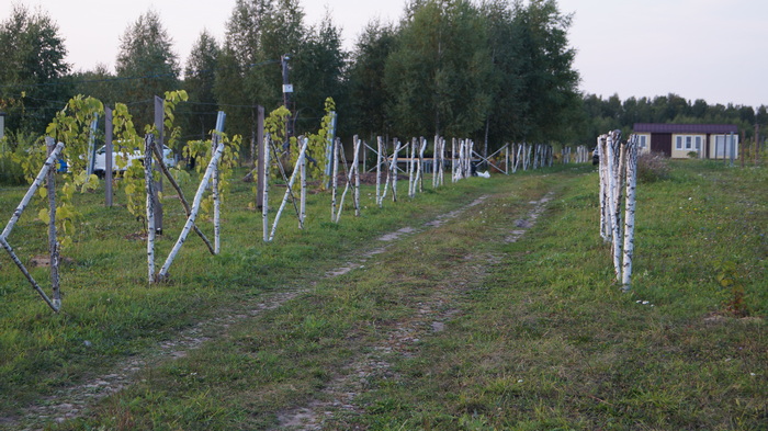 Усадьба северного виноградарства «Кулаково» фото 2