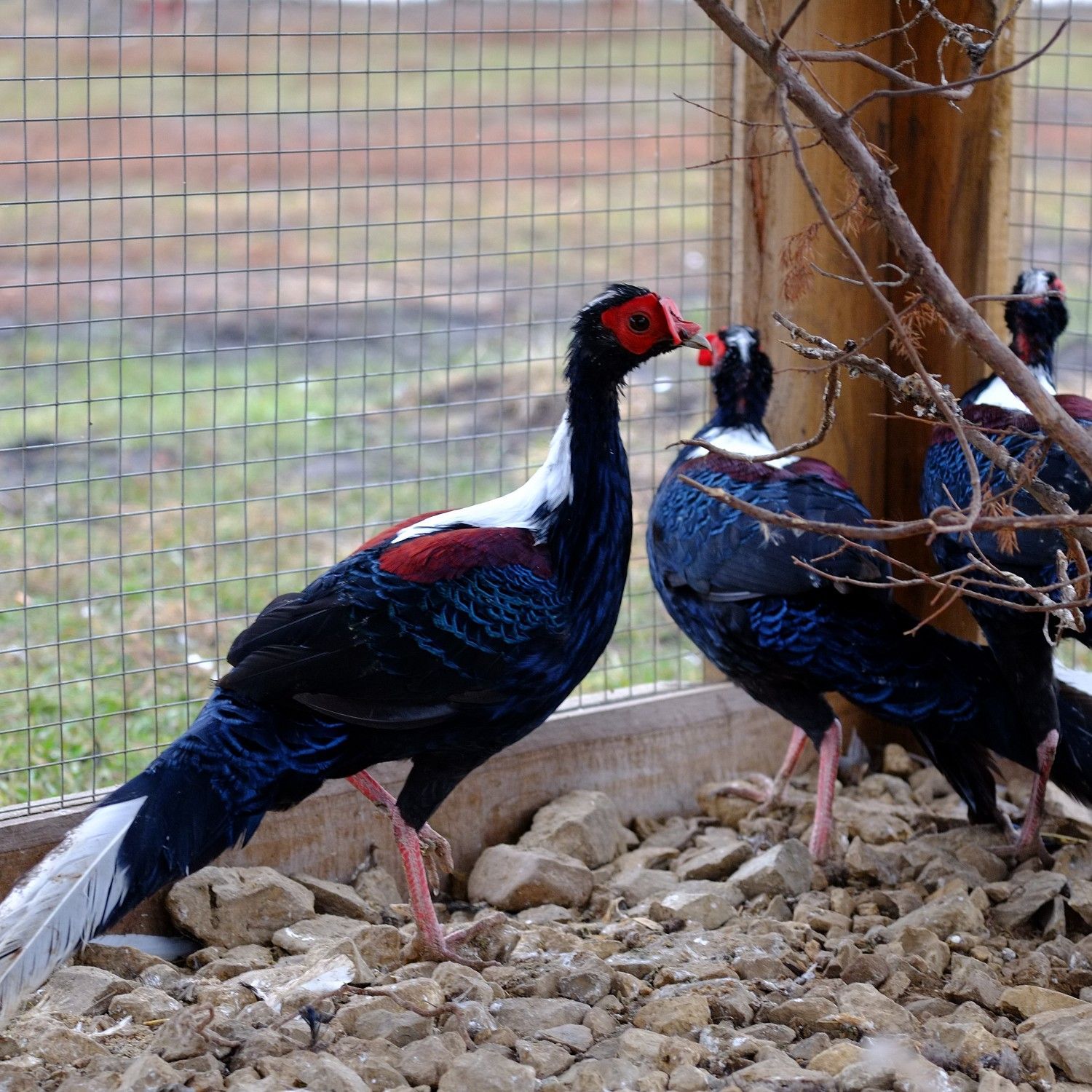 Парк птиц и животных «Епифаново Подворье» в Тульской области область - цена  билетов и часы работы зоопарка