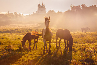 Епифань. Деловые люди фото